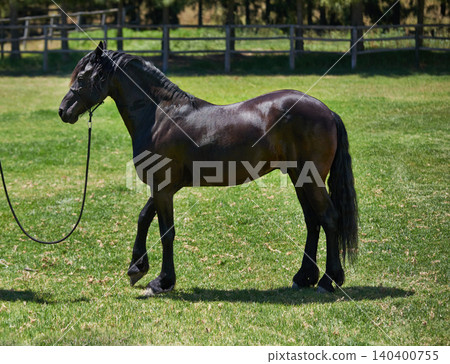 Horse, farm and stallion on grass with healthy development of animal in Texas for agriculture or equestrian. Mustang, pony and thoroughbred pet in summer, field at ranch and walk on land in nature Horse, farm and stallion on grass with healthy development of animal in Texas for agriculture or equestrian. Mustang, pony and thoroughbred pet in summer, field at ranch and walk on land in nature 140400755
