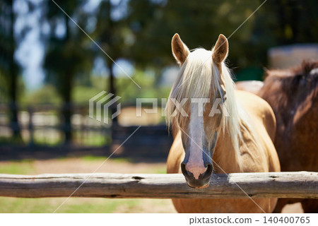 Horse, farm and portrait of mare at fence with healthy development of animals for agriculture or equestrian. Mustang, pony and pet in summer on field at ranch and relax outdoor in Texas nature 140400765