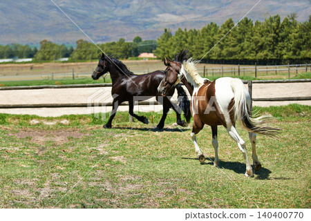 Nature, ranch and horses running on grass with trees, sunshine and natural landscape. Farming, freedom and equestrian animals on green field in countryside with energy, power or wildlife conservation Nature, ranch and horses running on grass with trees, sunshine and natural landscape. Farming, freedom and equestrian animals on green field in countryside with energy, power or wildlife conservation 140400770