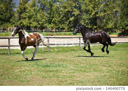 Freedom, ranch and horses running in field with trees, sunshine and natural landscape. Farming, nature and equestrian animals on green grass in countryside with energy, power or wildlife conservation Freedom, ranch and horses running in field with trees, sunshine and natural landscape. Farming, nature and equestrian animals on green grass in countryside with energy, power or wildlife conservation 140400778