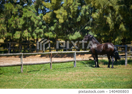 Horse, farm and animal at fence with trees, grass on ranch and healthy development of mare for agriculture or equestrian. Colt, pony and mustang in summer field at gate on land in Texas countryside Horse, farm and animal at fence with trees, grass on ranch and healthy development of mare for agriculture or equestrian. Colt, pony and mustang in summer field at gate on land in Texas countryside 140400803