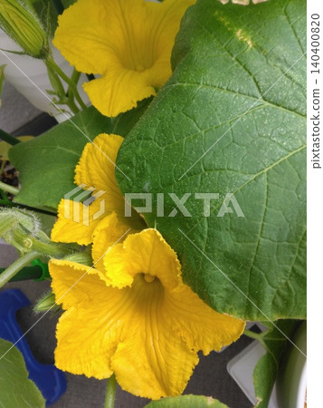 Yellow pumpkin flower Yellow pumpkin flower 140400820