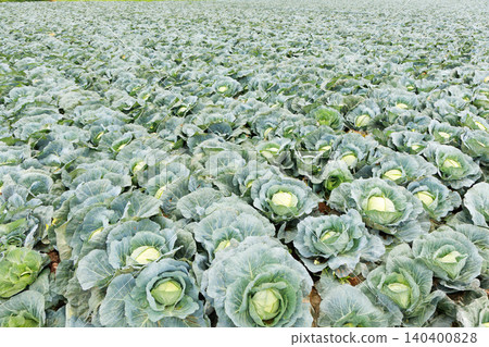 Cabbage field Cabbage field 140400828