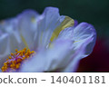  White flower 140401181