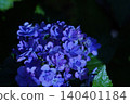 Blue hydrangea 140401184