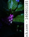 Hydrangea flowers bloomed 140401185