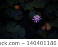 Water lily flower floating on the surface of the water 140401186