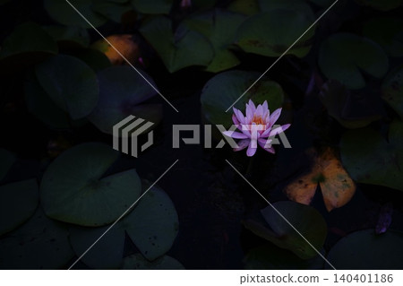 Water lily flower floating on the surface of the water 140401186