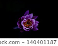 Pink lotus flower floating on a black background 140401187