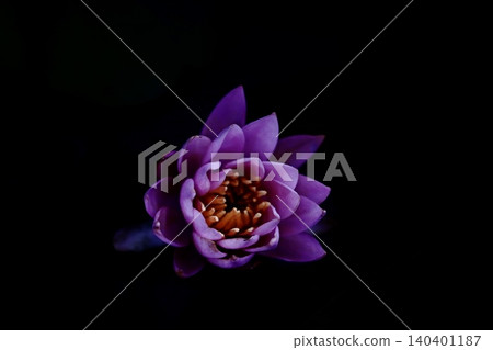 Pink lotus flower floating on a black background 140401187