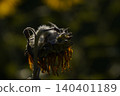 Sunflower withered 140401189
