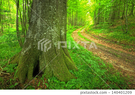 Forest, woods and environment with trees, bark and grass with spring and nature with plants. Empty, road and countryside with landscape and peace with ecology and growth with field, path and green Forest, woods and environment with trees, bark and grass with spring and nature with plants. Empty, road and countryside with landscape and peace with ecology and growth with field, path and green 140401209