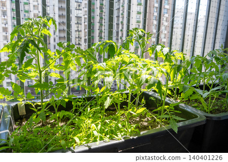 Green Tomato Plants Growing in Plastic Containers on a High Building Balcony. Garden in city Green Tomato Plants Growing in Plastic Containers on a High Building Balcony. Garden in city 140401226