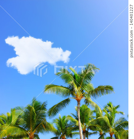 Palm tree, tropical and holiday or paradise island for adventure in Maldives or summer, vacation or outdoor. Plants, environment and traveling with sunlight for resort break, forest or agriculture 140401227