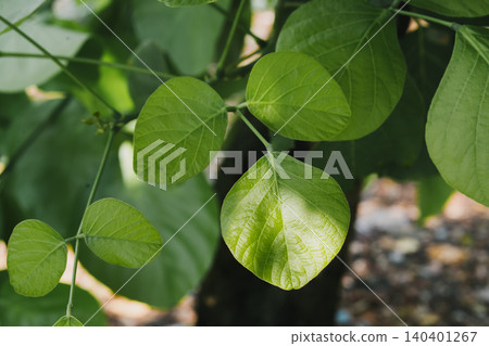 Close-Up of Vibrant Green Leaves in Natural Light Background Close-Up of Vibrant Green Leaves in Natural Light Background 140401267