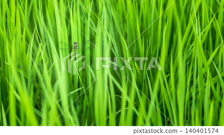 一隻蜻蜓停在鬱鬱蔥蔥的稻苗上。 一隻蜻蜓停在鬱鬱蔥蔥的稻苗上。 140401574
