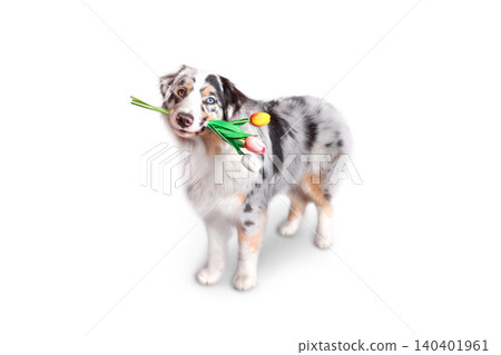 Real photo of australian shepherd dog is blue marble with different coloured eyes holds tulips in mouth. White Background isolated 140401961