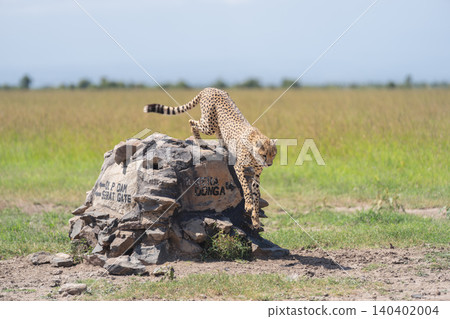Male cheetah jumps down from stone cairn 140402004