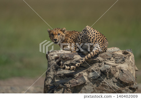 Male cheetah lies on cairn looking back Male cheetah lies on cairn looking back 140402009