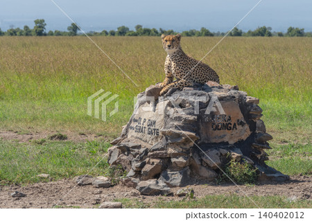 Male cheetah lies on cairn turning head Male cheetah lies on cairn turning head 140402012