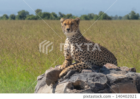 Male cheetah lying on cairn turning head Male cheetah lying on cairn turning head 140402021