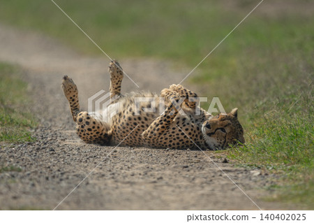 Male cheetah rolls on back on track Male cheetah rolls on back on track 140402025
