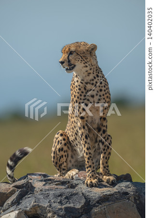 Male cheetah sits on signpost curling tail 140402035