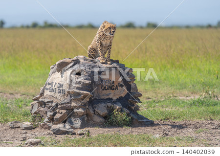 Male cheetah sits on stone direction marker Male cheetah sits on stone direction marker 140402039