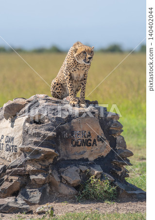 Male cheetah sitting on stone direction marker Male cheetah sitting on stone direction marker 140402044