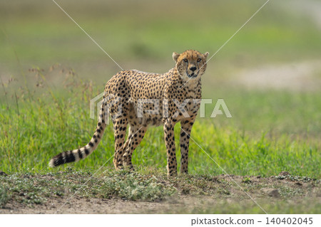 Male cheetah stands on grassland in sunshine Male cheetah stands on grassland in sunshine 140402045