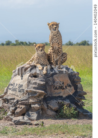 Male cheetahs lying and sitting on cairn Male cheetahs lying and sitting on cairn 140402049