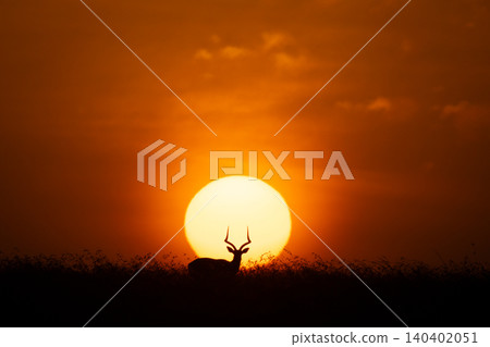 Male impala standing in silhouette at sunrise 140402051