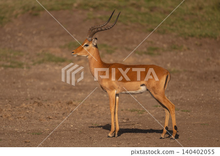 Male impala stands in profile on savanna Male impala stands in profile on savanna 140402055