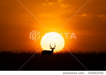 Male impala stands in silhouette at sunrise Male impala stands in silhouette at sunrise 140402056