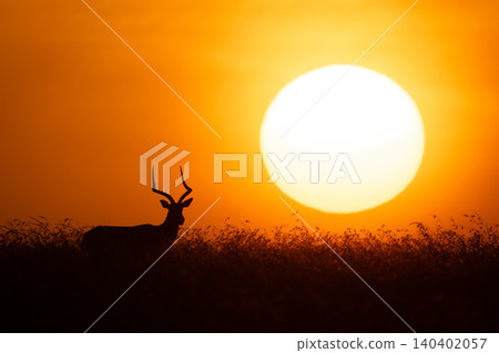 Male impala stands on horizon at dawn Male impala stands on horizon at dawn 140402057