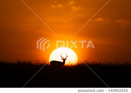 Male impala stands silhouetted against rising sun Male impala stands silhouetted against rising sun 140402058