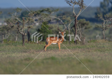 Male impala stands turning face to camera Male impala stands turning face to camera 140402059