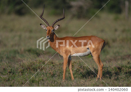 Male impala stands turning head to camera Male impala stands turning head to camera 140402060