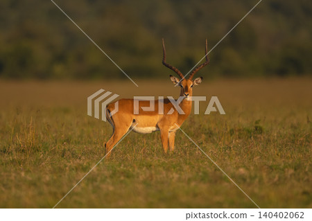 Male impala stands turning head towards camera 140402062