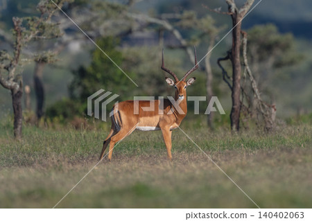 Male impala stands turning to watch camera Male impala stands turning to watch camera 140402063