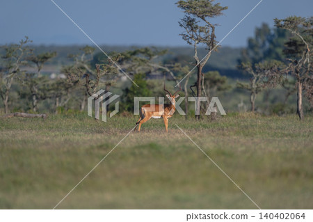 Male impala stands turning to watch photographer 140402064