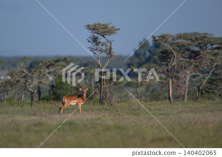 Male impala stands watching camera from treeline Male impala stands watching camera from treeline 140402065