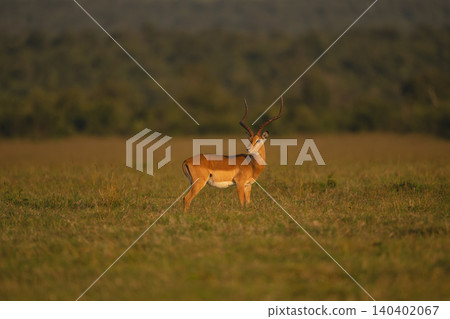 Male impala with catchlight stands turning head Male impala with catchlight stands turning head 140402067