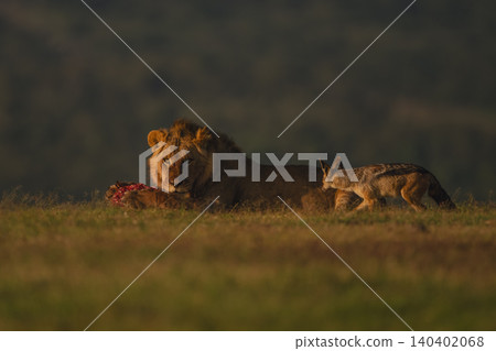 Male lion lies with kill watching jackal Male lion lies with kill watching jackal 140402068