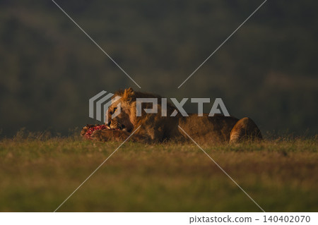 Male lion with catchlight lies eating carcase Male lion with catchlight lies eating carcase 140402070