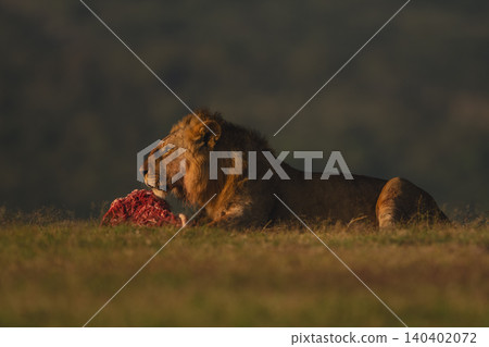 Male lion with catchlight lies guarding carcase Male lion with catchlight lies guarding carcase 140402072
