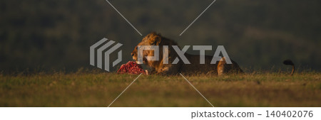 Panorama of male lion lying with carcase Panorama of male lion lying with carcase 140402076