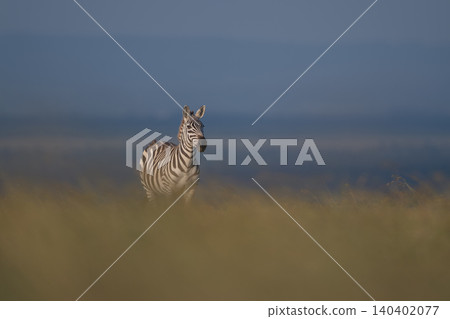 Plains zebra stands with blurred grass foreground 140402077
