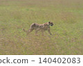 Slow pan of male cheetah crossing grassland 140402083