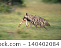 Slow pan of striped hyena carrying bone 140402084